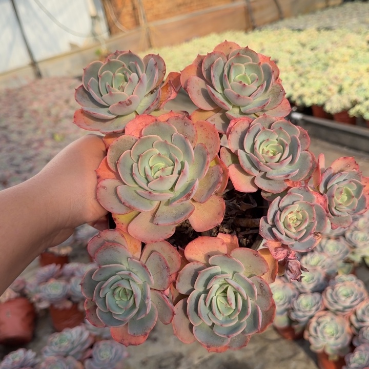 原始白雪公主五头起老桩