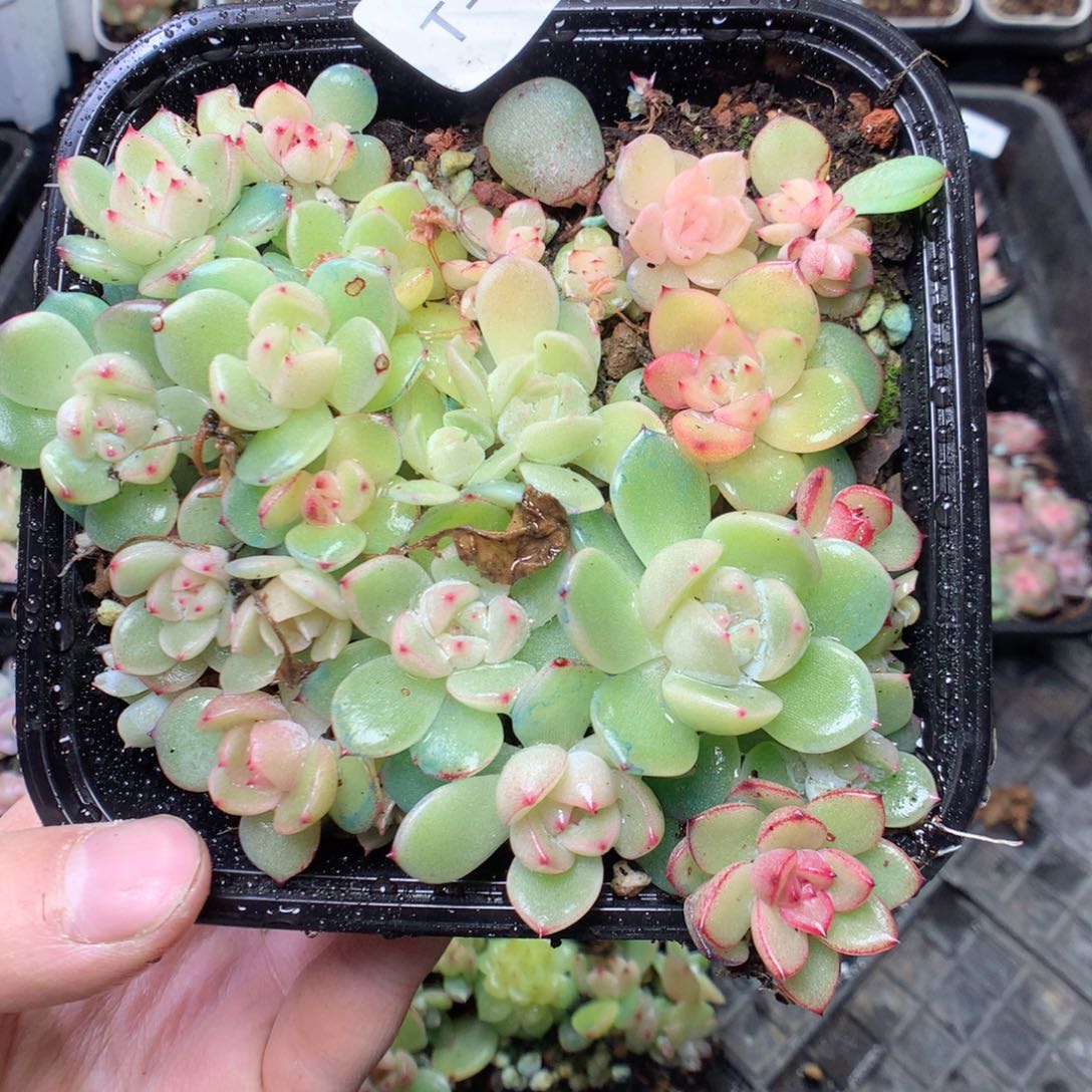 无花朵T30。yyyyyyyyy