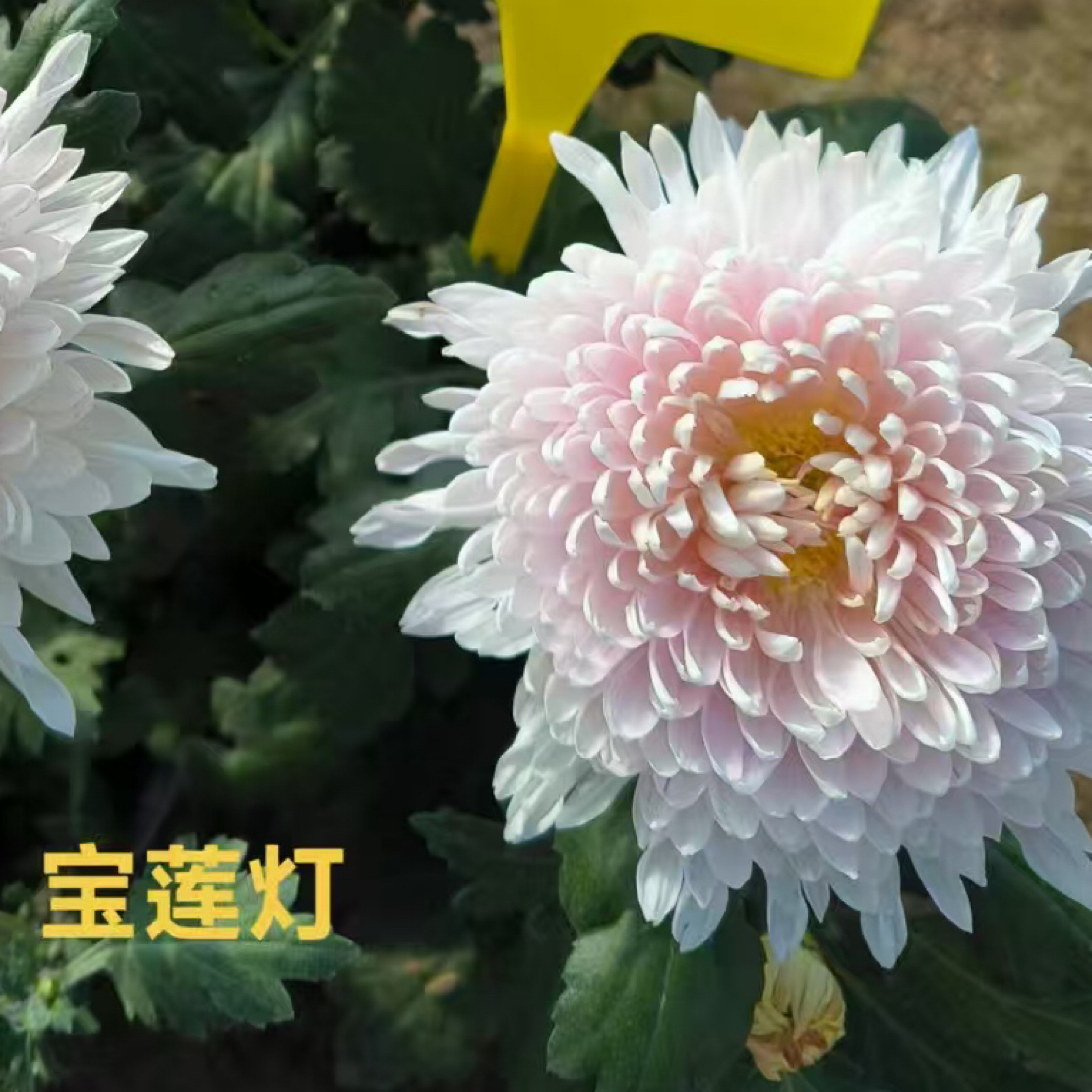 【宝莲灯】新鲜大菊花苗带原土植物绿植花卉优质大花苗室内外种植