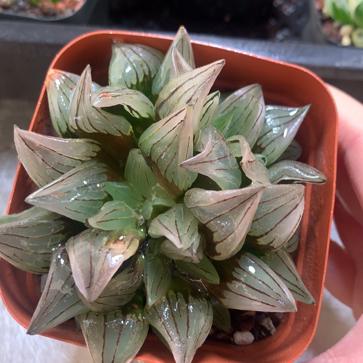 西瓜寿一物一拍带盆