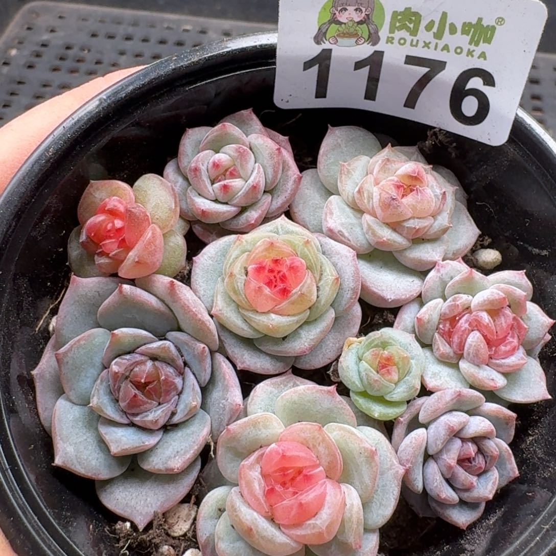 多肉植物多肉植物