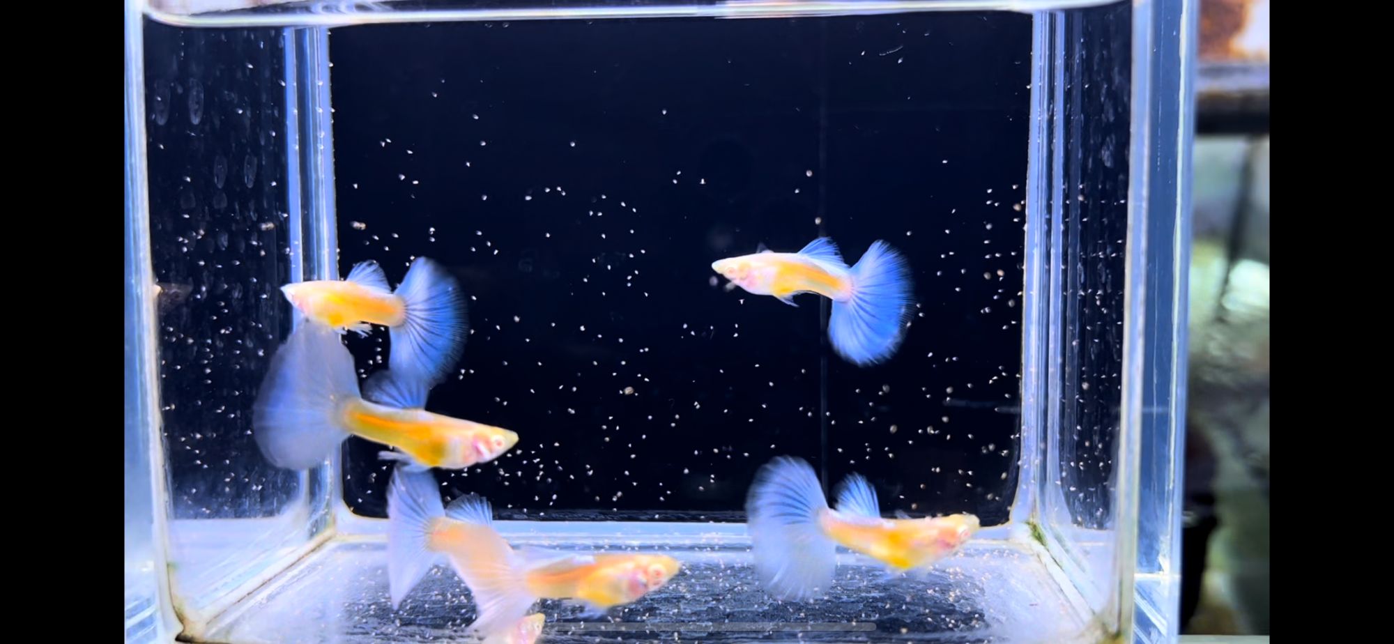 蓝白半月尾孔雀鱼