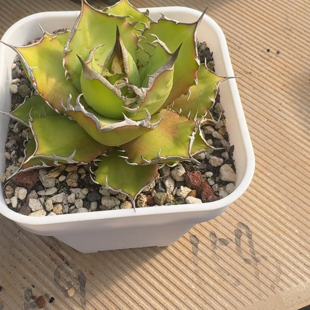 龙舌兰仁王冠076123