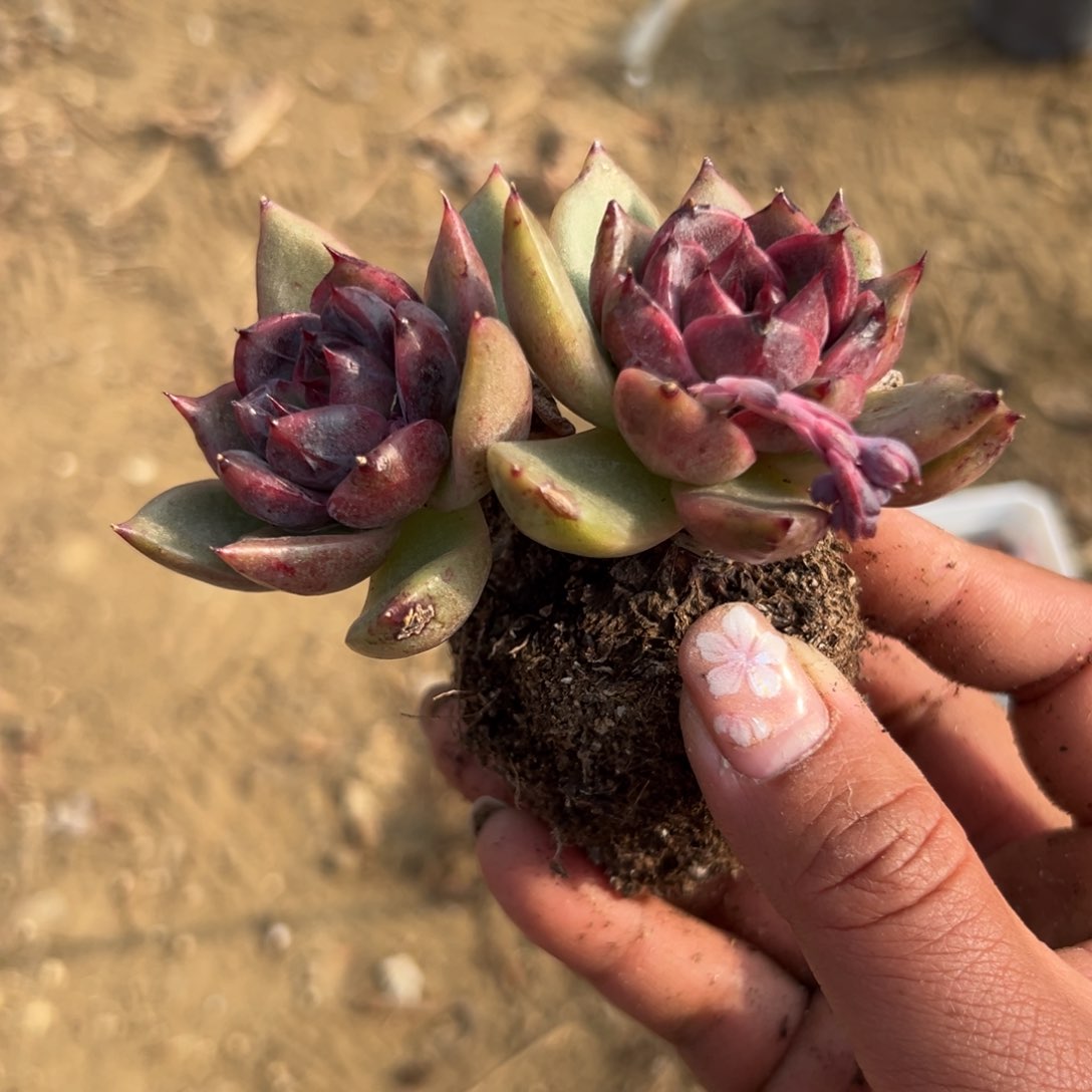 多肉植物多肉植物