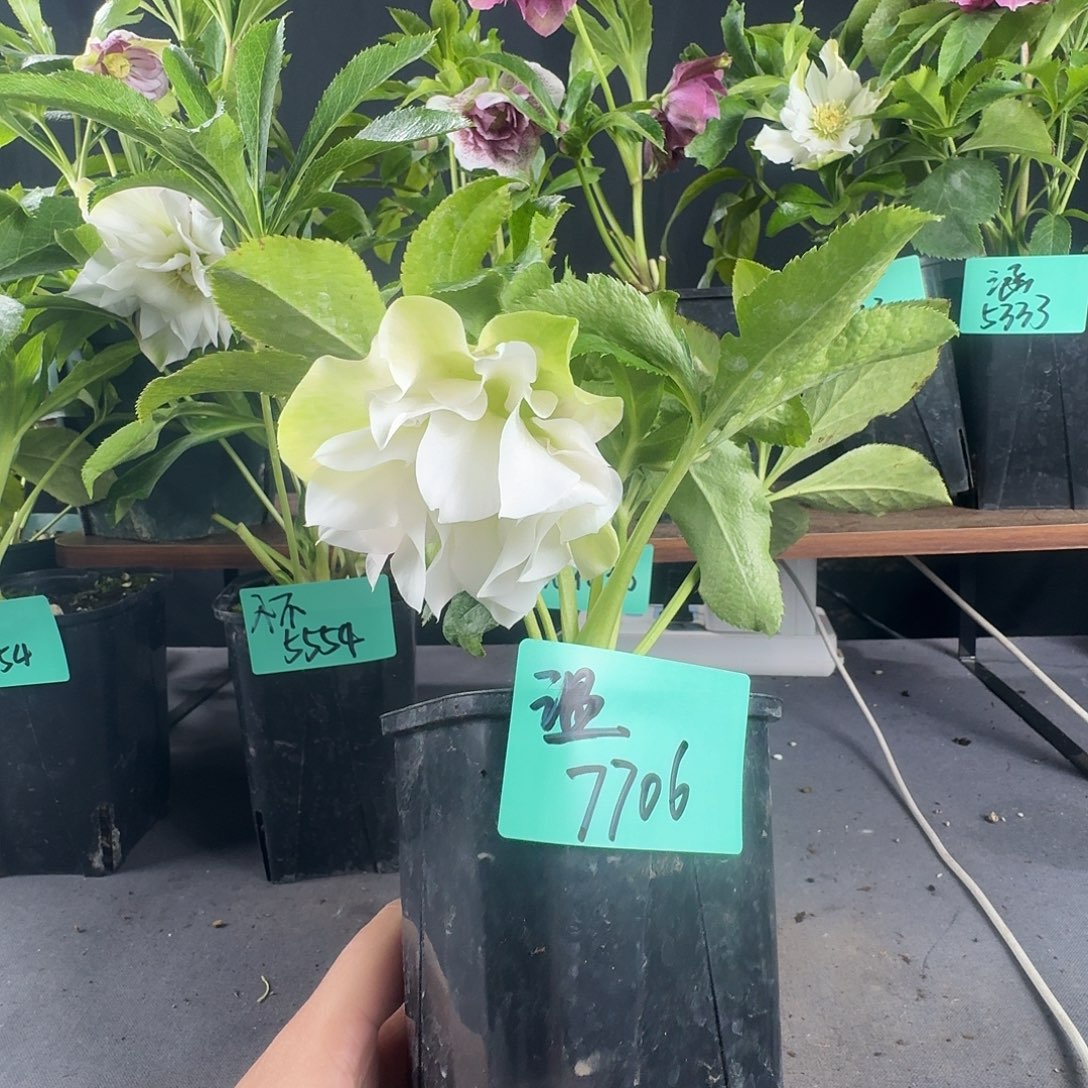 温****少量花朵（建议范围：2朵-5朵 或40%以下）7706