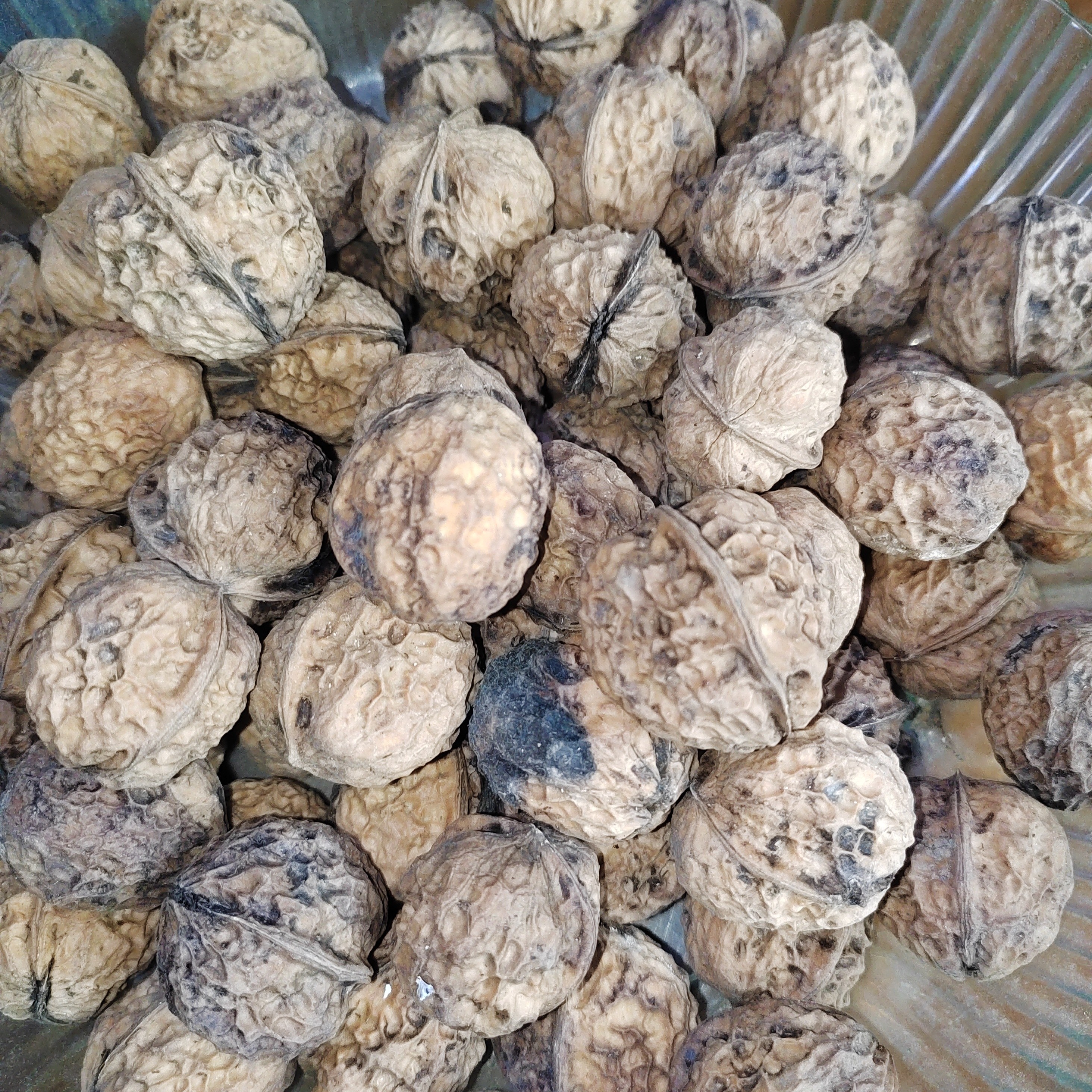 贵州毕节高山老树干核桃薄壳核桃白米核桃