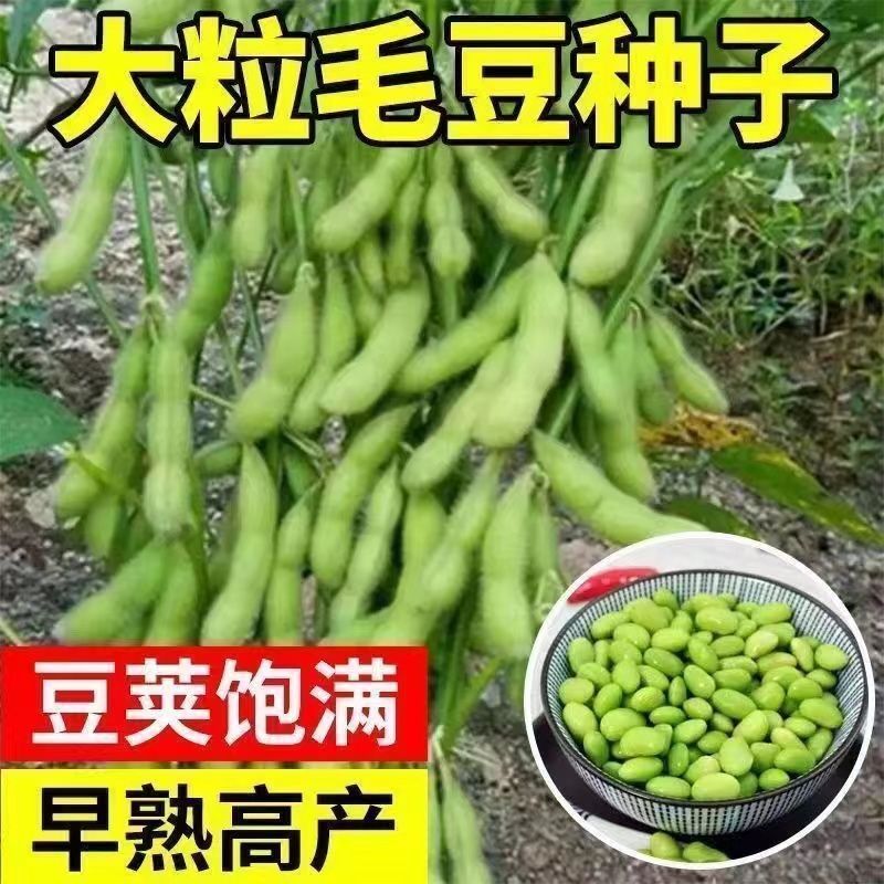 【满五包/包邮】九月寒毛豆早熟高产四季可种鲜食蔬菜种籽