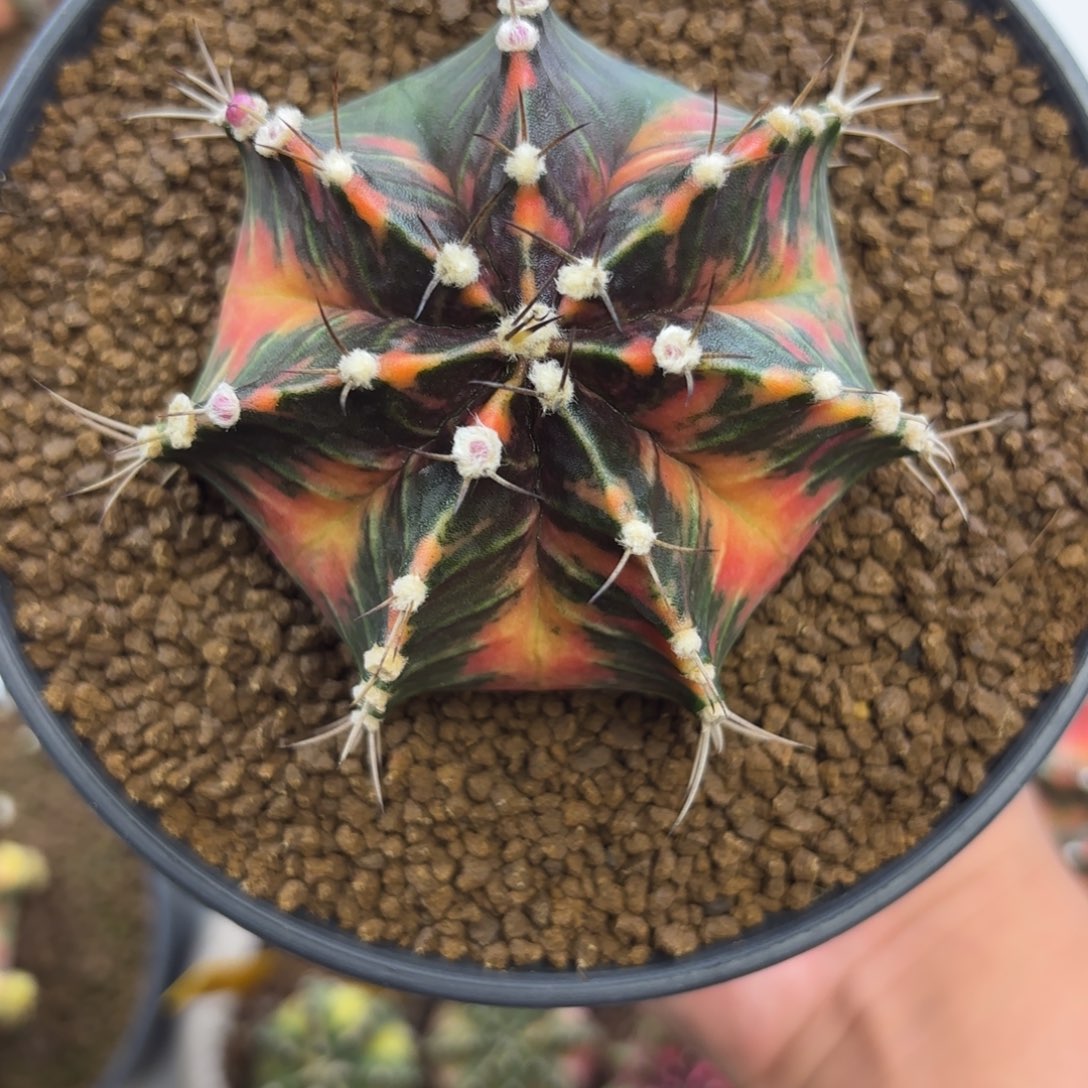 你***粑110-1231泰国发货多肉