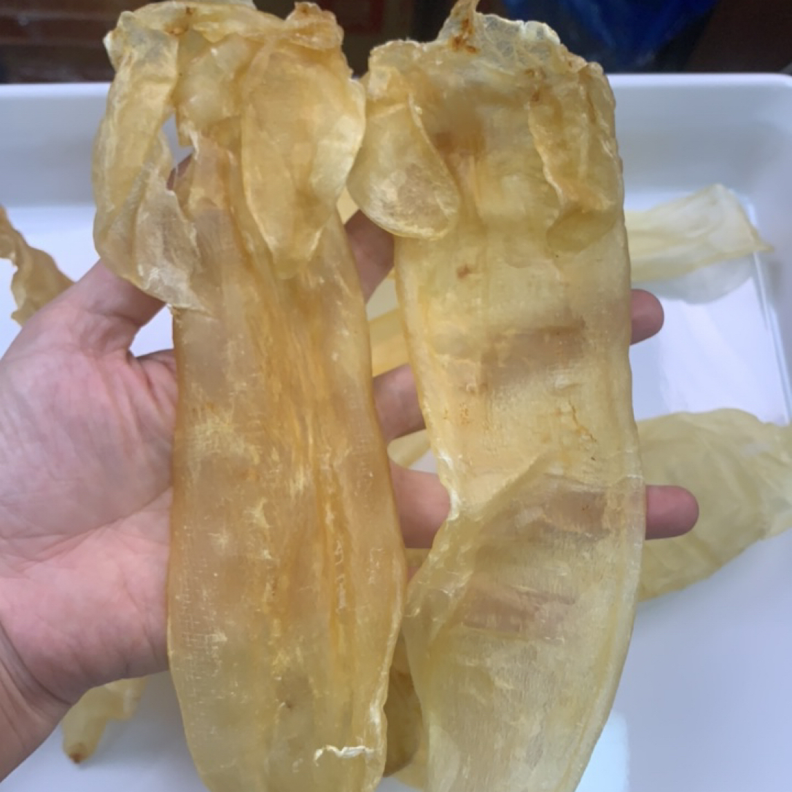 北海大耳金钱鱼胶原胶佳品厚胶滋补煲汤食材