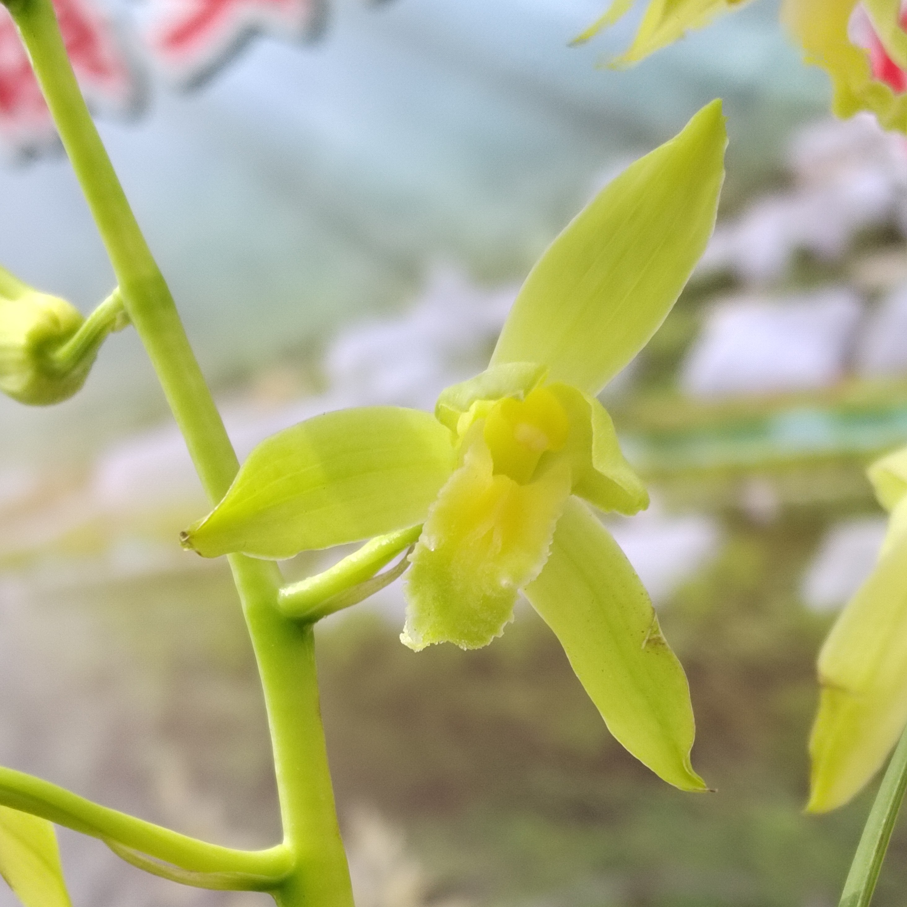 秦岭蕙兰新品叶艺，花草（直播间一物一拍，请勿随意下单）