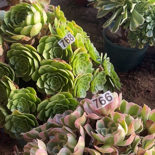 西***关多肉植物两个768.766