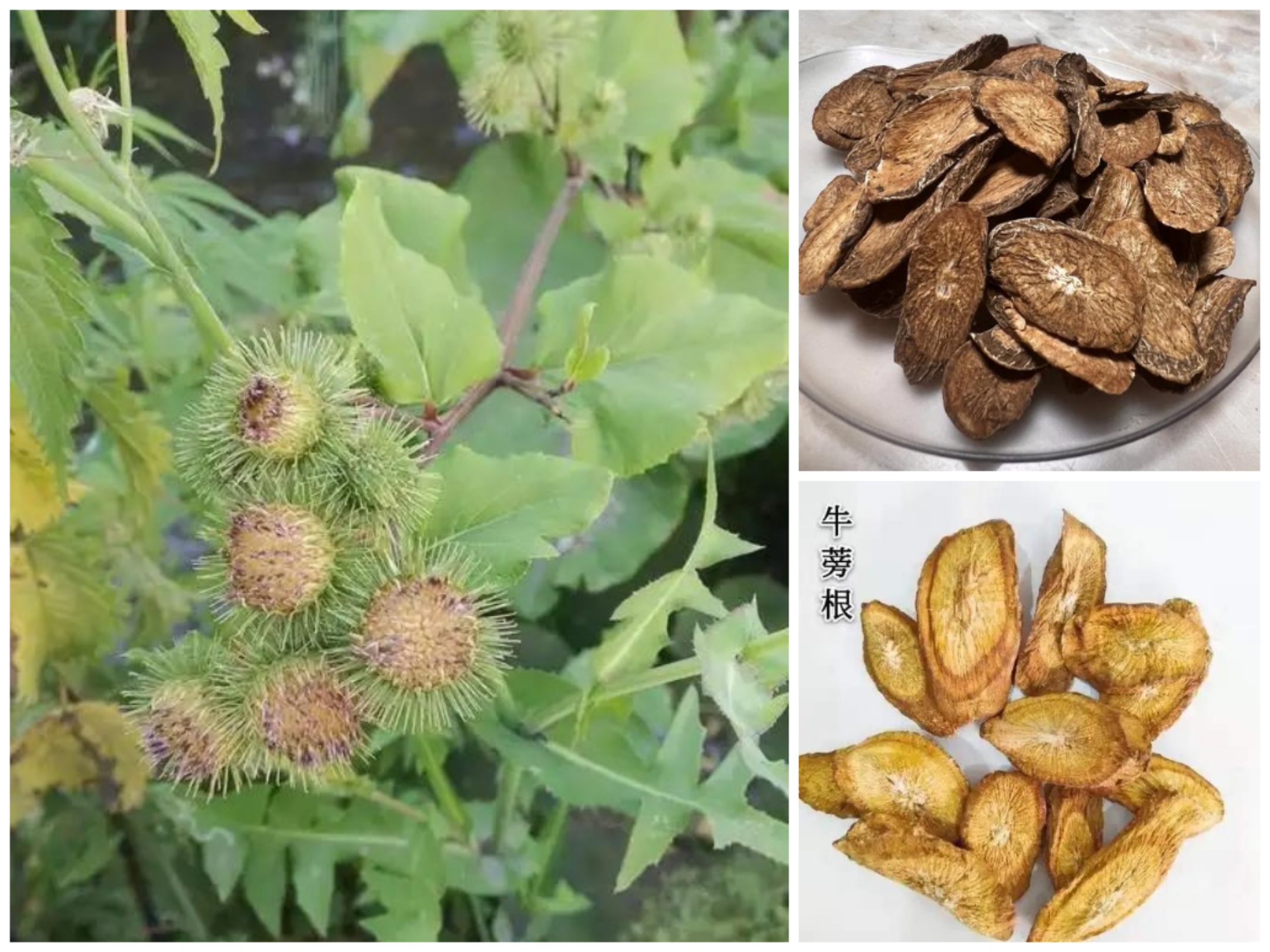 甘肃高原牛蒡根500g包邮