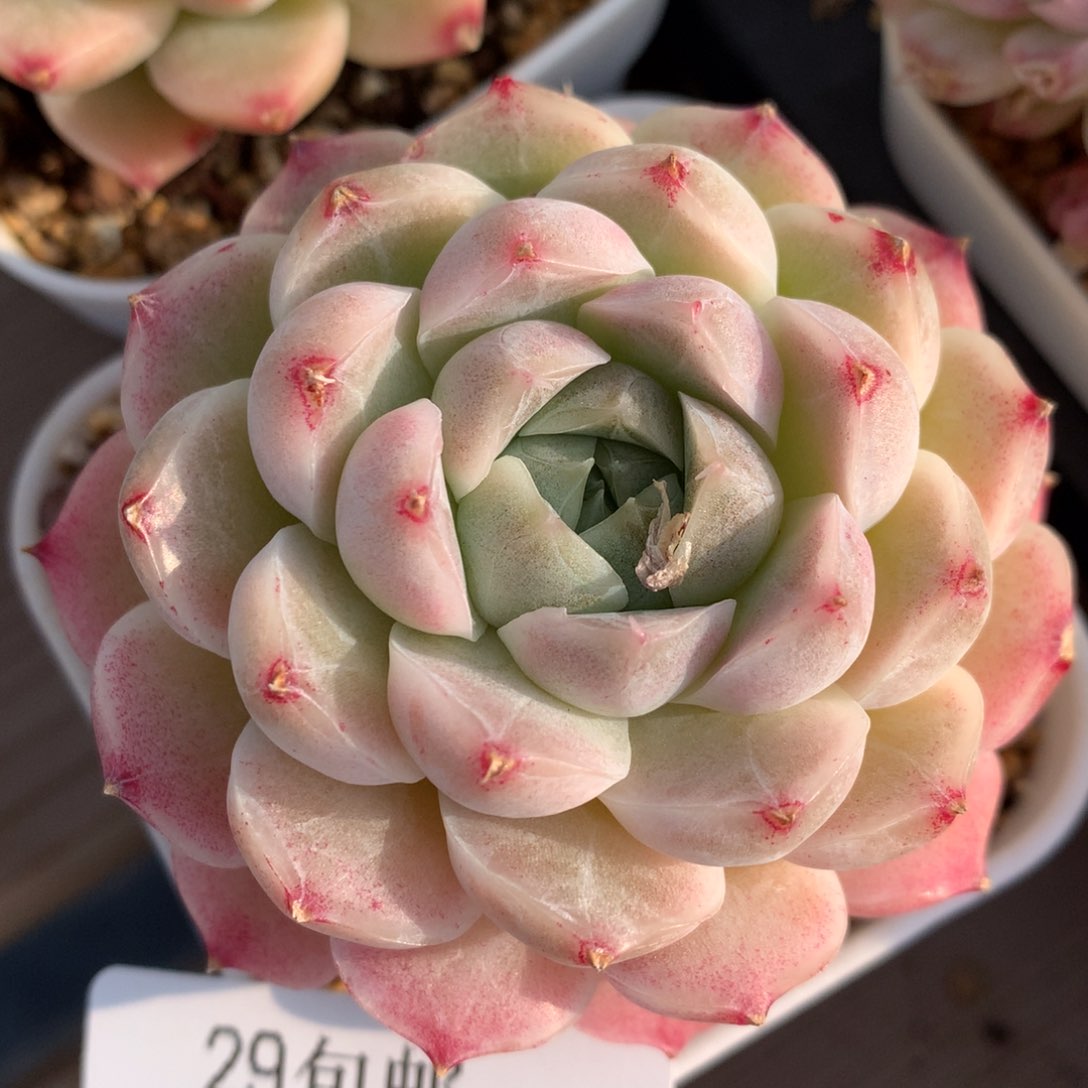 0222-27 麦杆优选