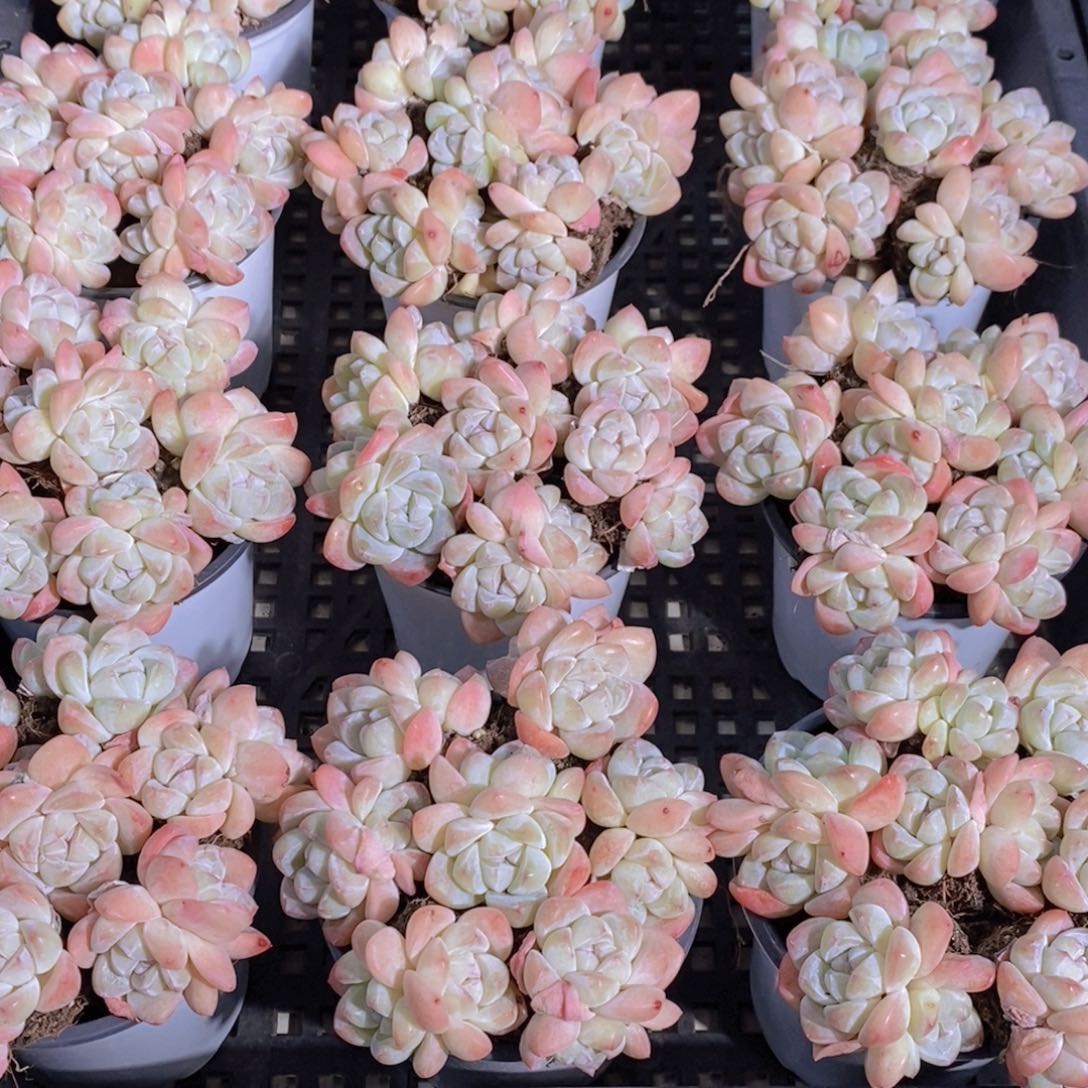 量拍37号 M奶油樱花冰玉双头拼盘一盒 7个