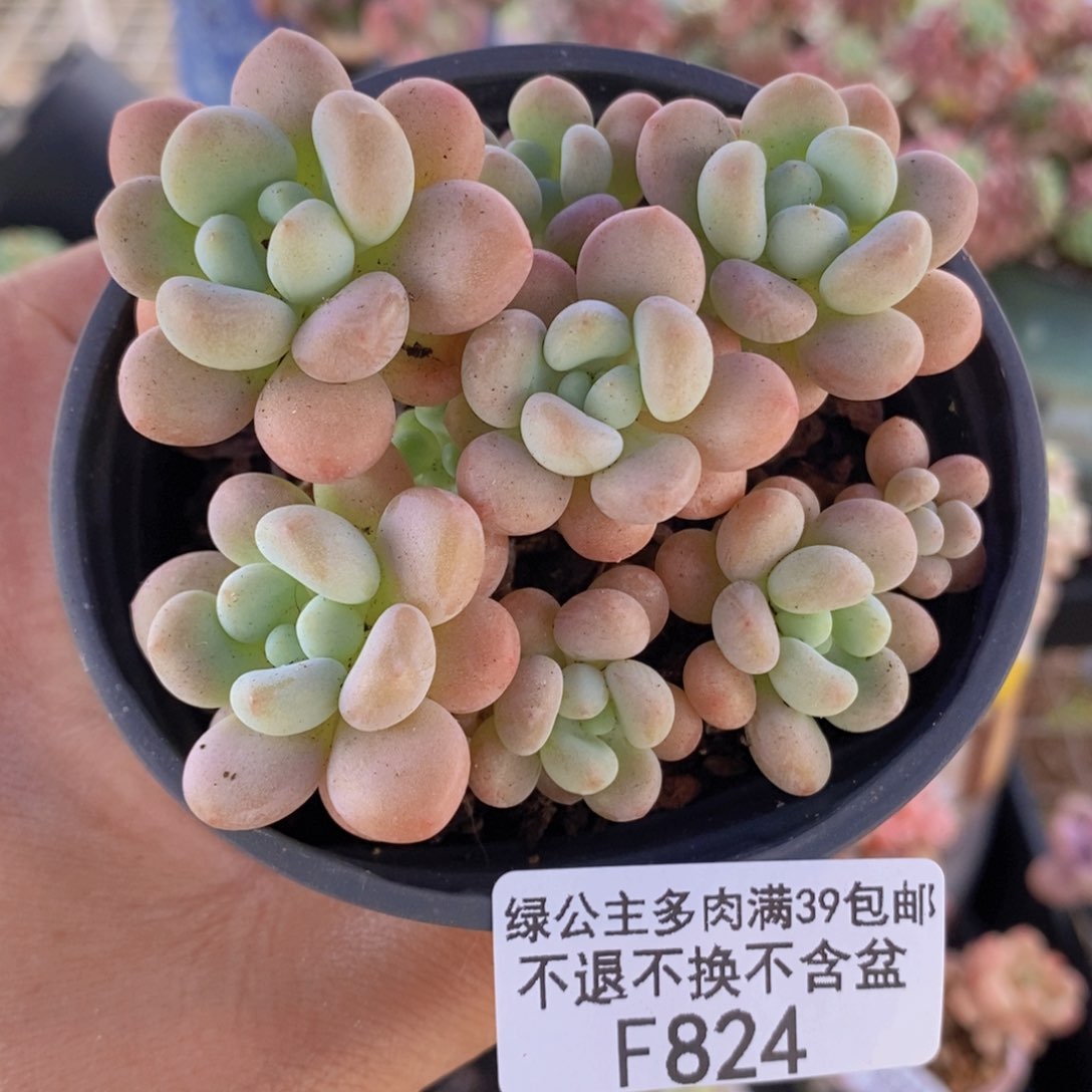 鱼子酱6cm824多肉植物
