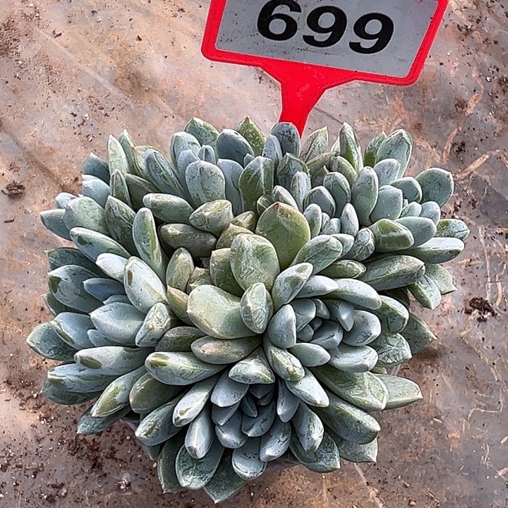黄***哭多肉植物黛拉群699