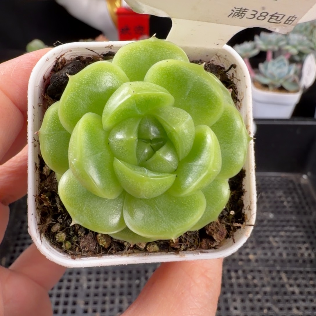 麦秆冰心珍妮单头204号