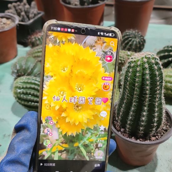 仙人球金刚秋意带根带盆