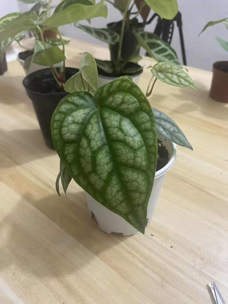 银水晶胡椒双株有需要联系主播挑选，5度以下要另外拍一个保温发货