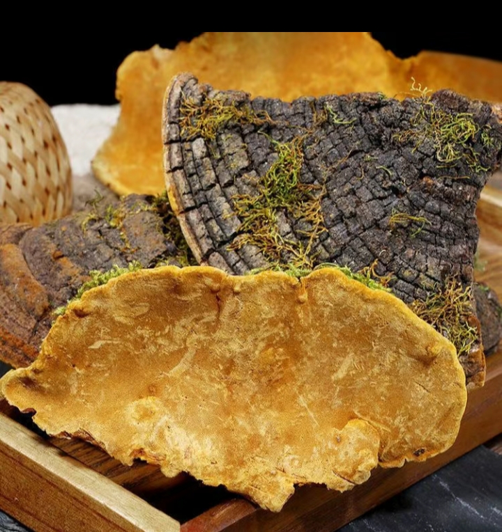 大山桑黄高年份干劲十足优质桑黄250克拍一单送两样礼品