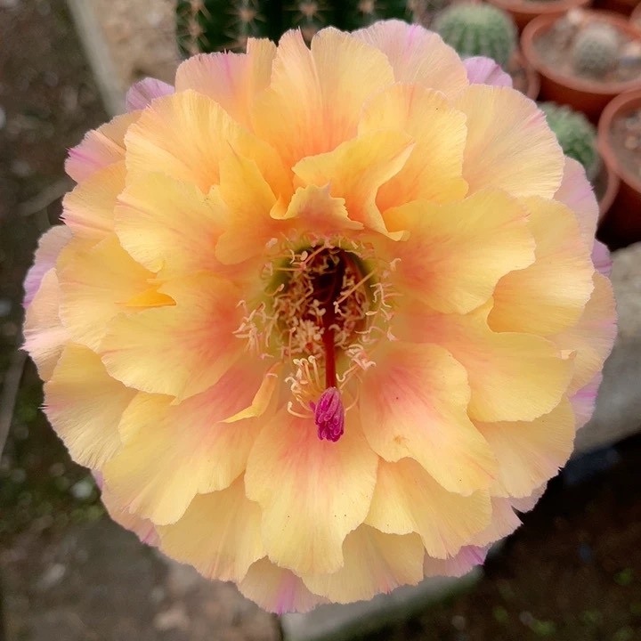 闽南3号自根大球微瑕疵 