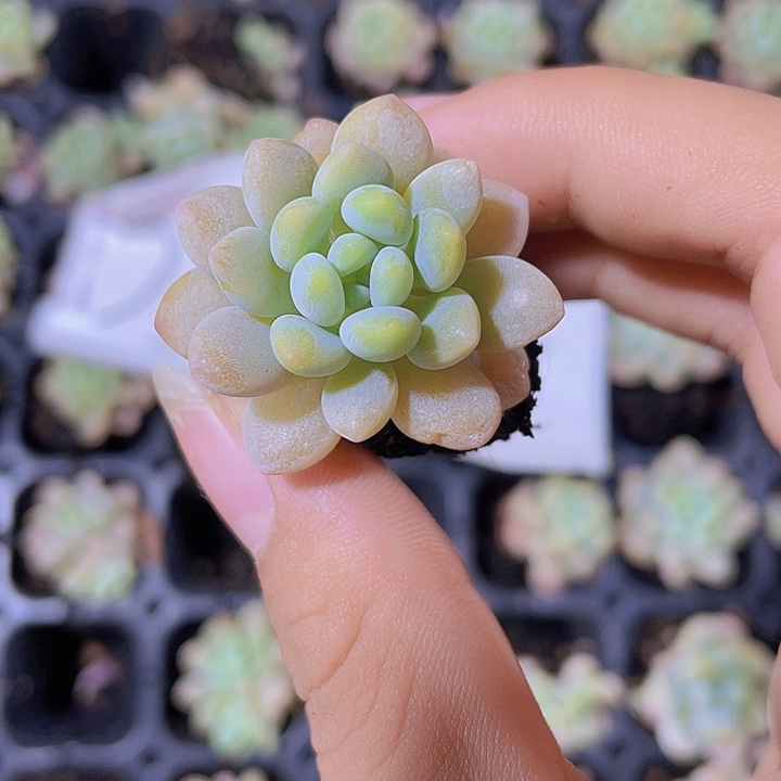 35精品洛可可2米3颗