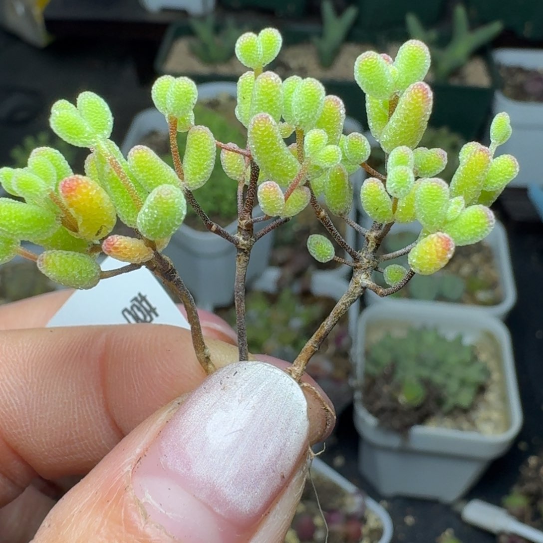 270小糖球一颗量拍000000