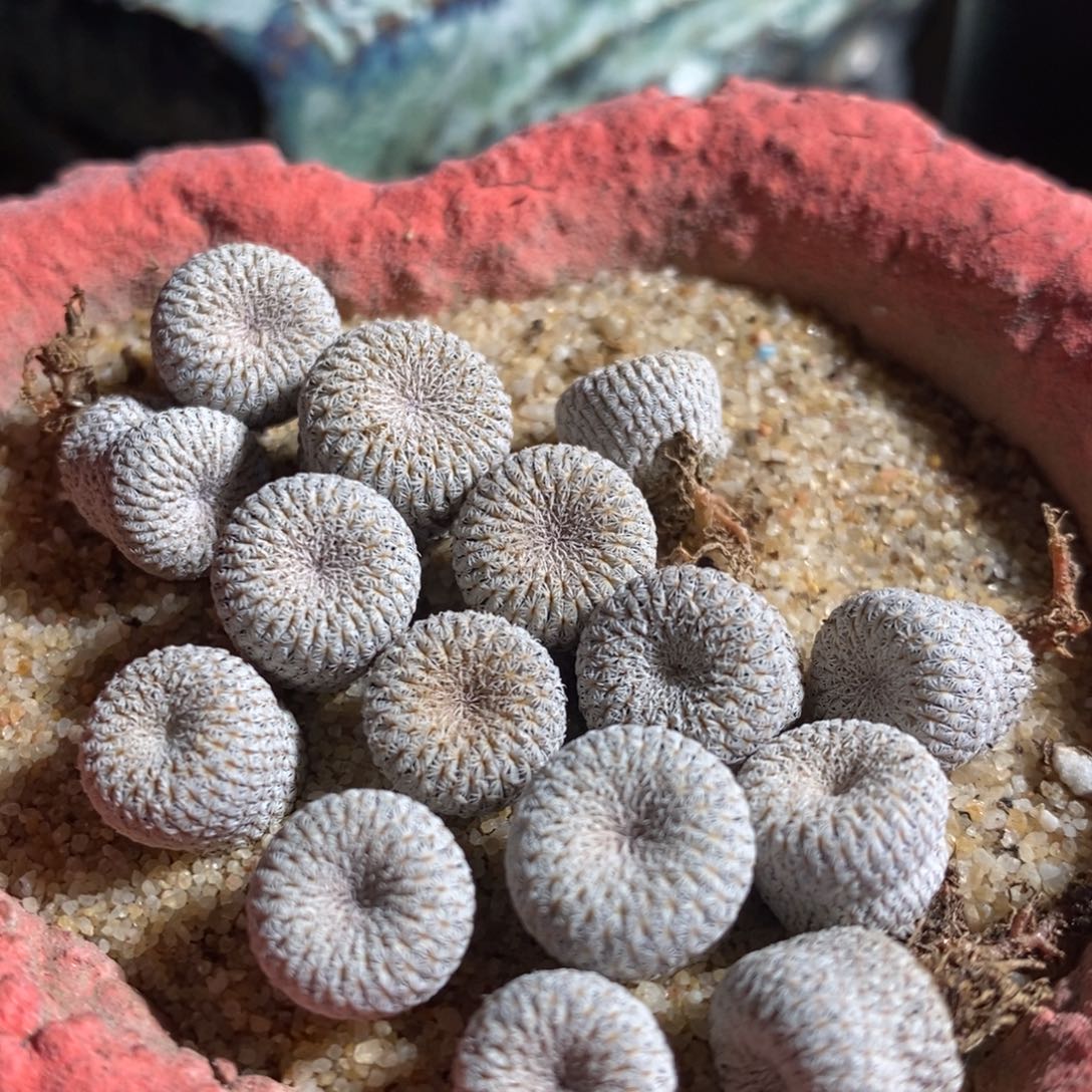 月世界一颗 月世界一颗