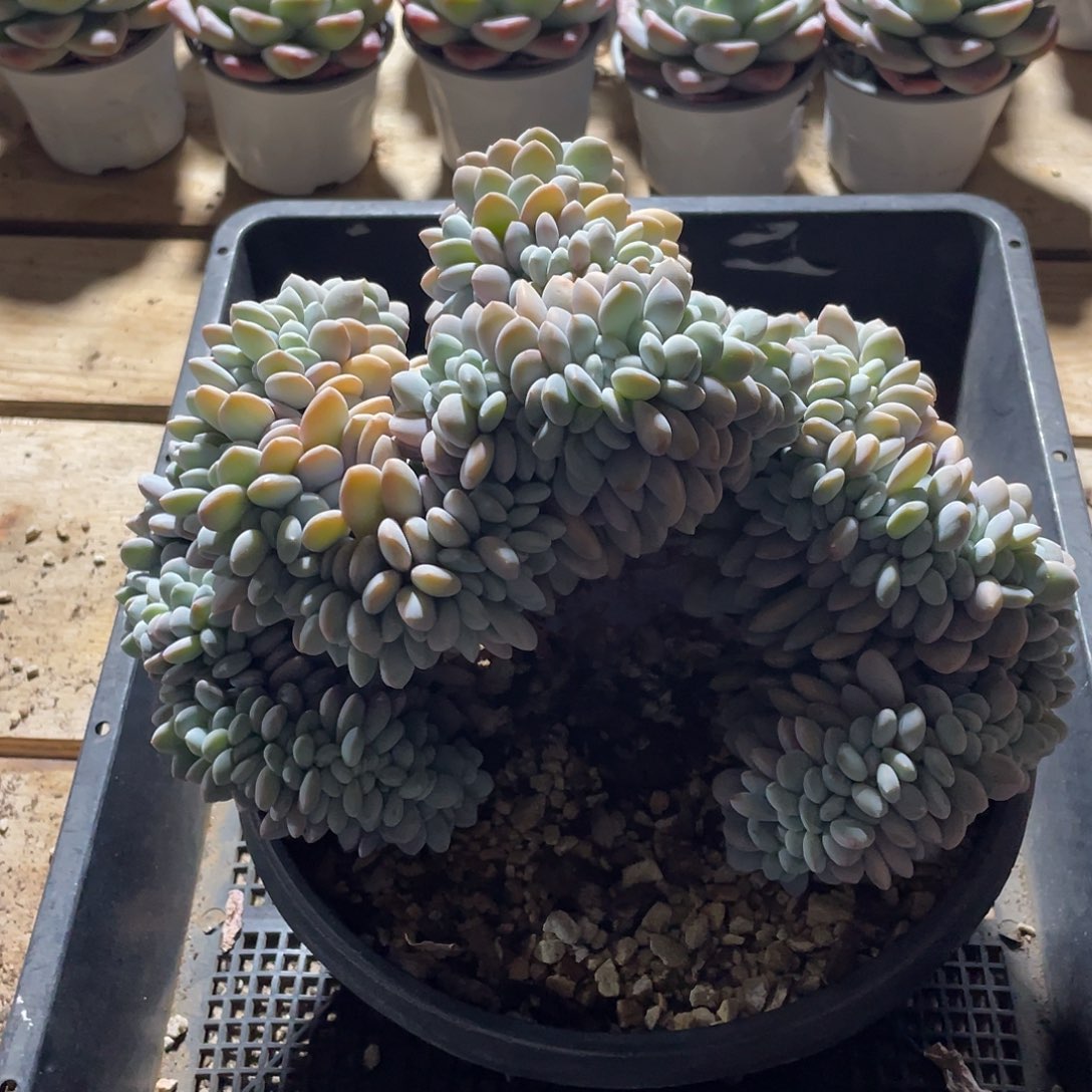 551多肉植物多肉植物