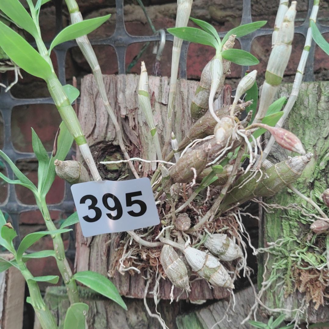 紫**子395对花花卉植物花卉