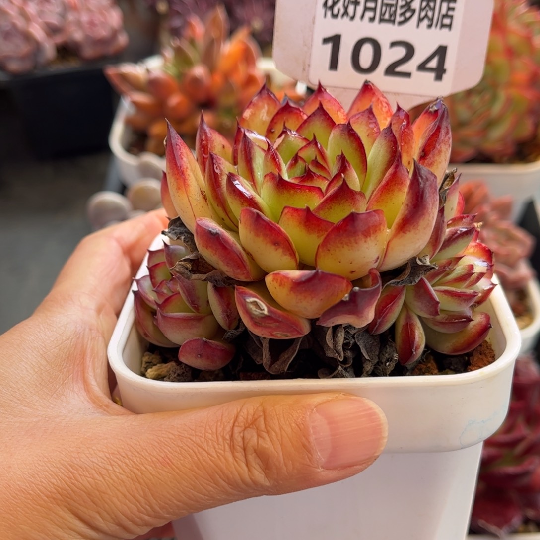 1024 天冷必拍保温箱