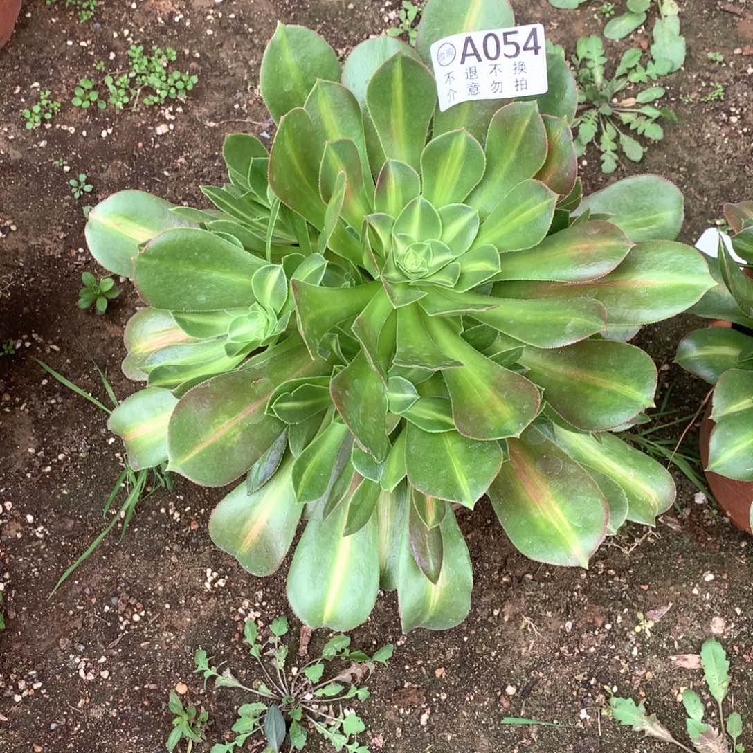 多肉植物抹茶054