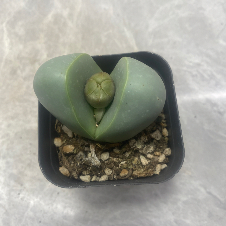 金灵玉多肉植物一盆