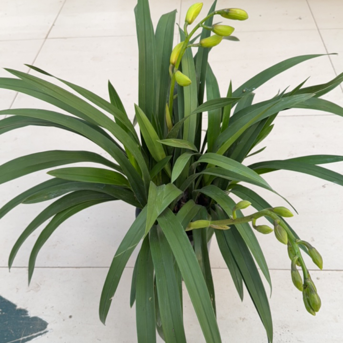 黄金美人蕙兰开花植物