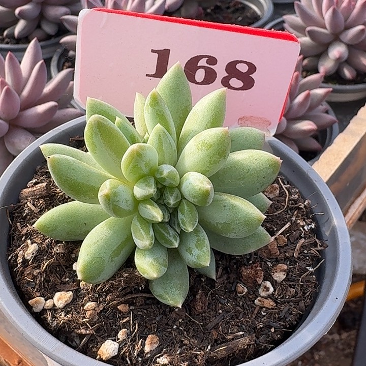 美人缀168多肉植物