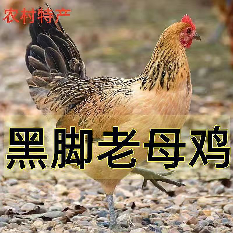 散养黑脚老母鸡2.5斤1只带内脏+助农主播单位补贴1只土老母鸡