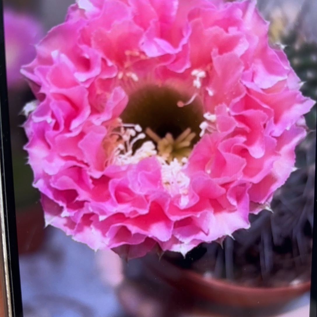 彩草51号3.5-4公分侧牙