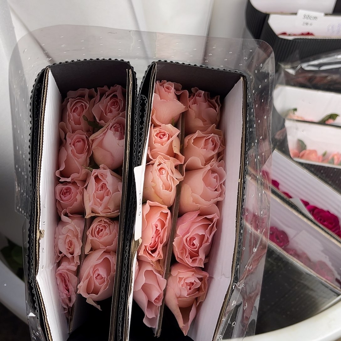 全部花苞德芮尔（涌流）单头10枝