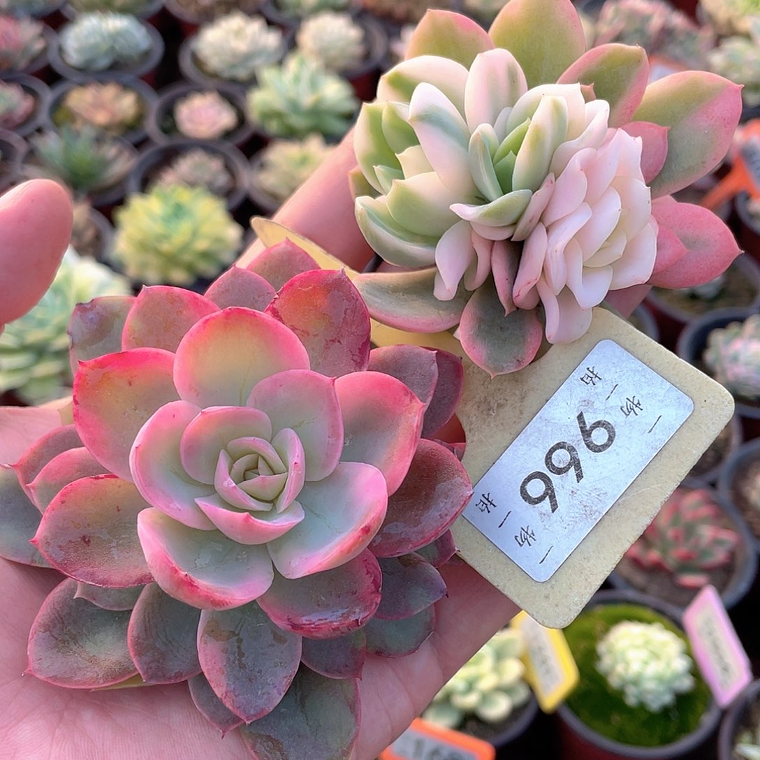 两个砍头966号多肉