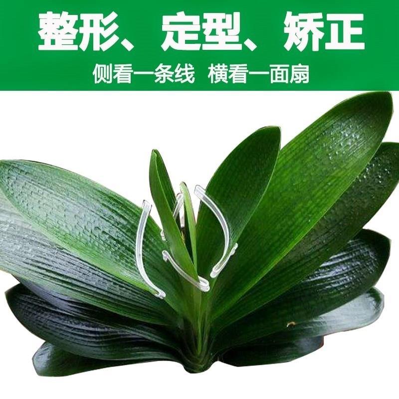 君子兰专用矫正线 美容线