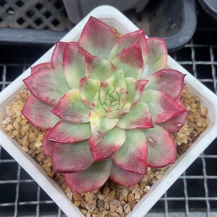 东云彩锦多肉植物