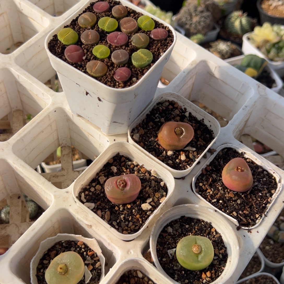 541多肉植物种类和