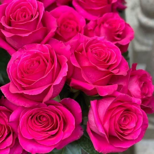 【香奈儿】180培育盆大花玫红色新手好养多季节开花庭院盆栽带花苞