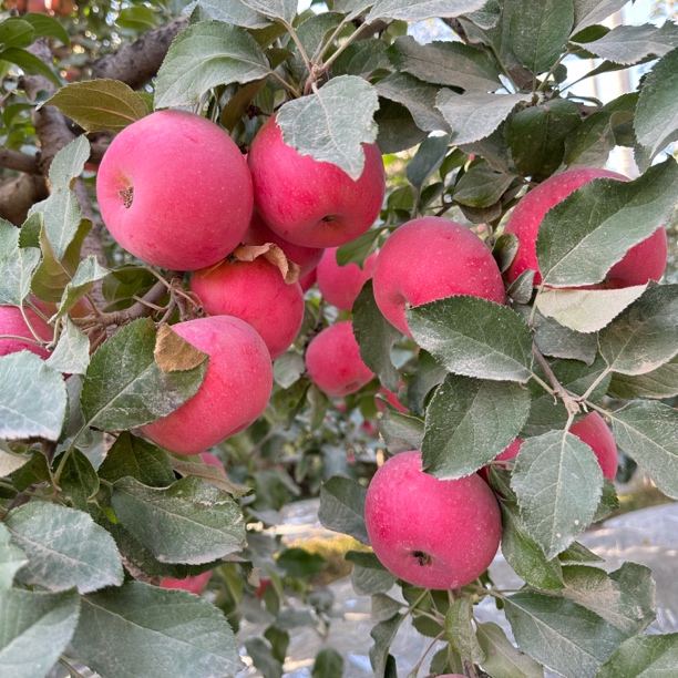阿克苏冰糖心苹果脆甜可口产地直发