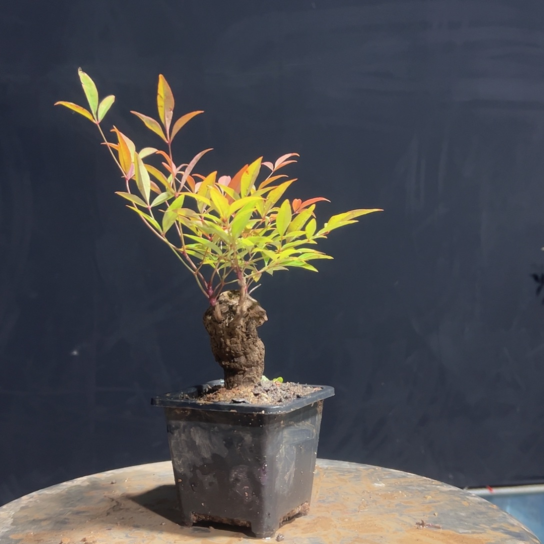 不开花植物000000036