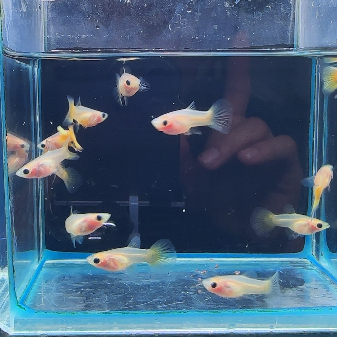 孔雀鱼黄金玻璃猫1缸，12条