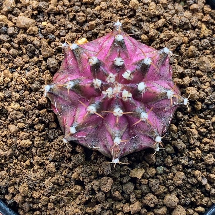 粉美人鱼 米哈仙人球