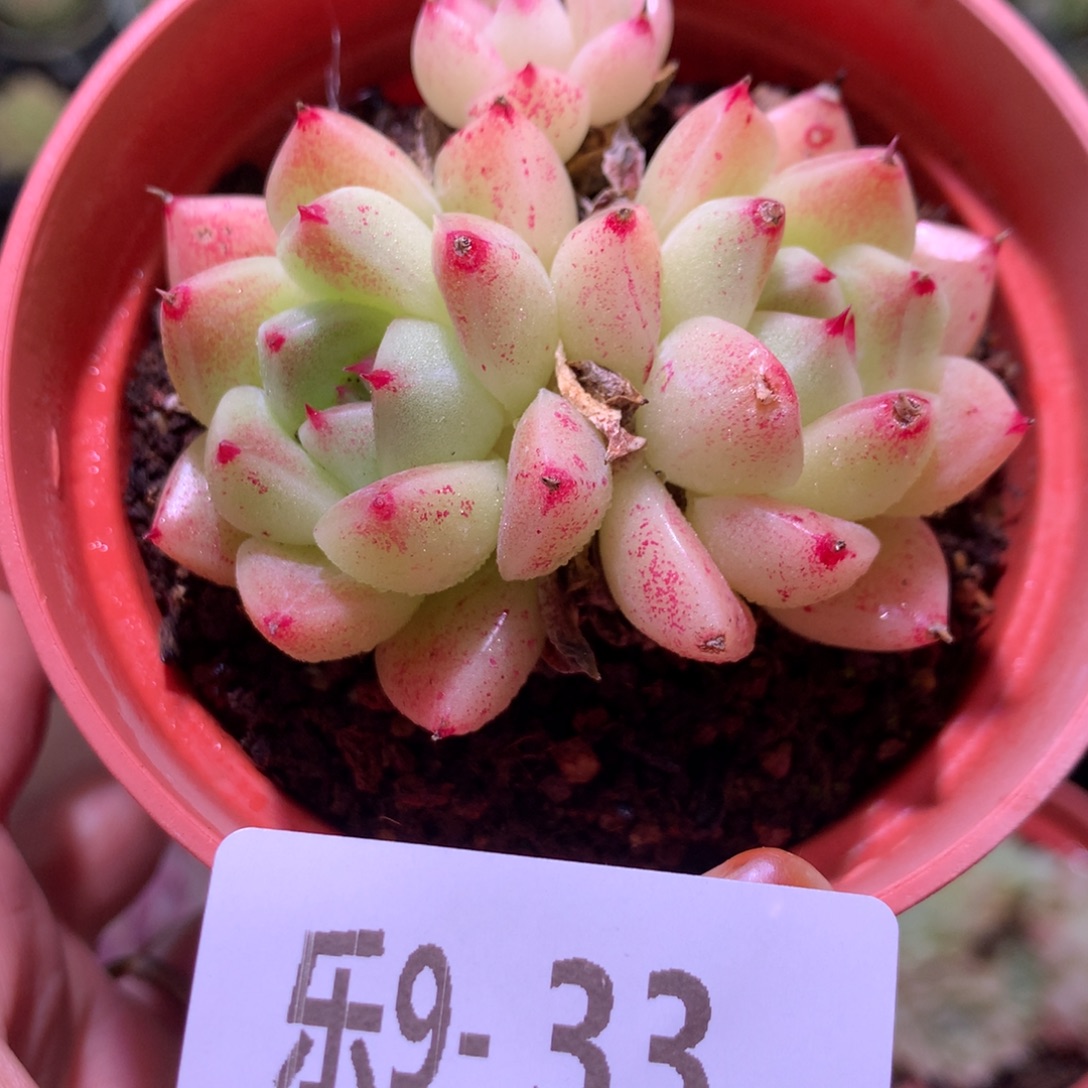 乐然 9-33 黄金石英 