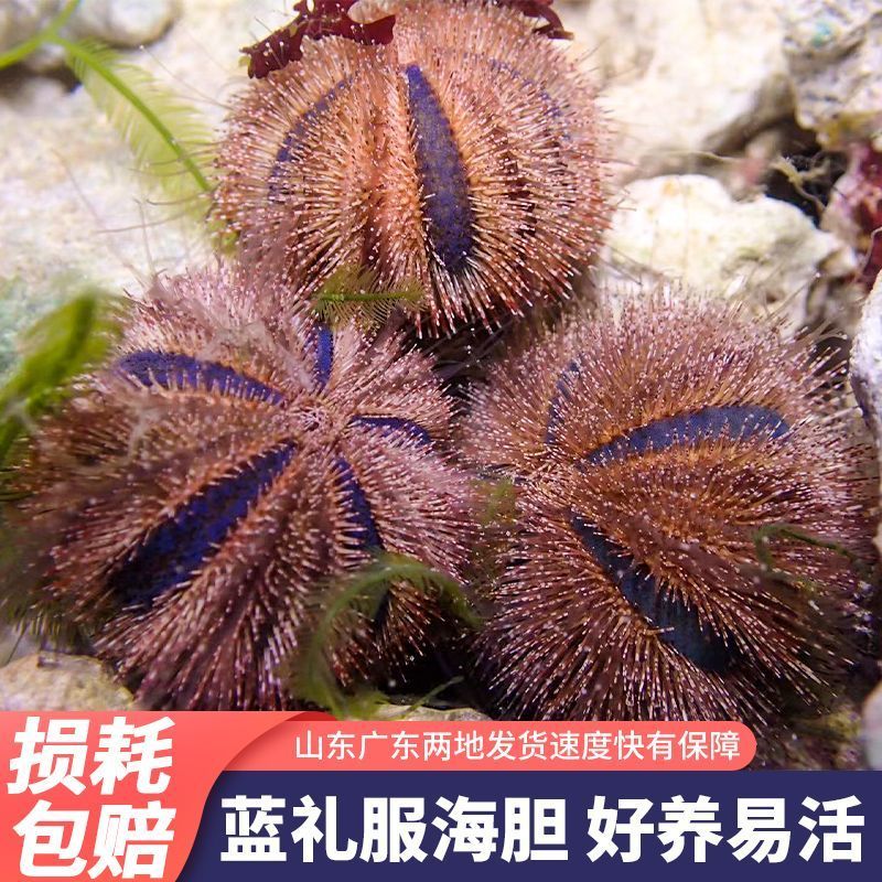 蓝礼服海胆海水生物海缸除藻吃藻清洁海缸褐藻绿毛藻小能手包邮