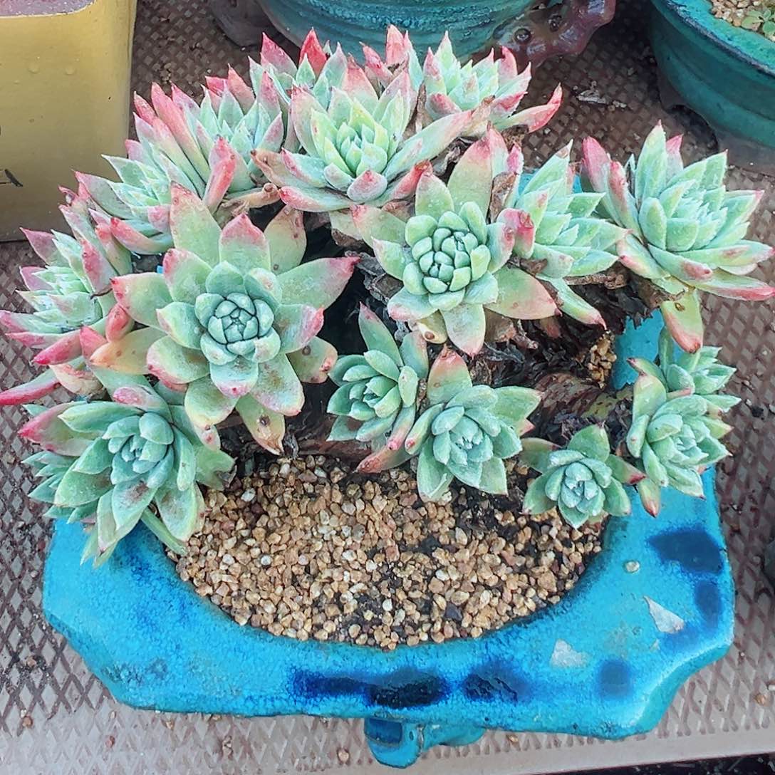 9143苹果叶杂交仙女杯